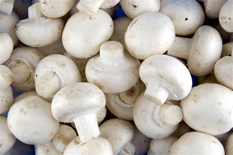 Edible White Champignon Mushrooms Royalty Free Stock Photos Image