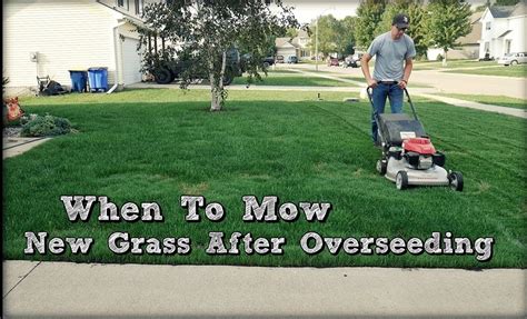 When To Mow Tall Fescue After Overseeding And How To Vibrant Lawn