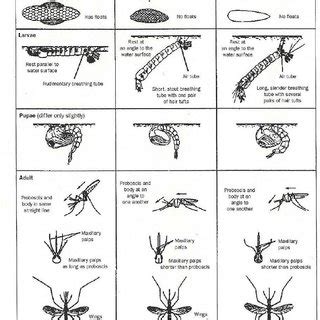 The pest guides will give you more information on the biology and life cycle of the insect. (PDF) Vector Control Using Insecticides