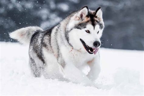 What Is The Difference Between Alaskan Malamutes Siberian And Alaskan