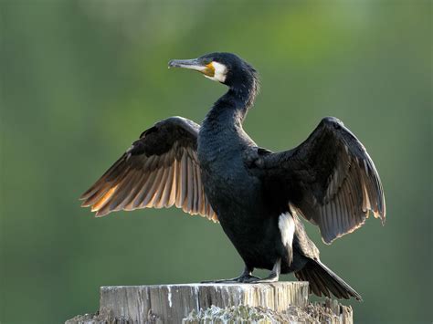 Cormorant Bird Facts Phalacrocorax Carbo Birdfact