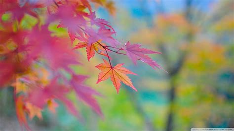 Macro Photography Of Grass Focus Photography Of Wilted Maple Leaves On