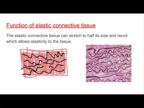 Hyaline And Elastic Connective Tissue Copy Science Biology Anatomy