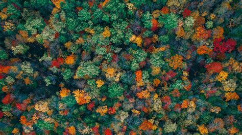 Download Wallpaper 1920x1080 Forest Trees Aerial View Autumn Colorful Full Hd Hdtv Fhd