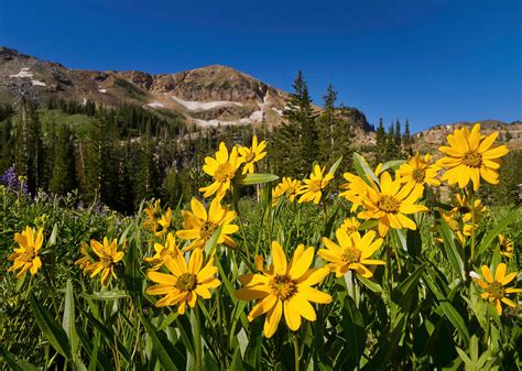 Mountain Wildflowers Utah Scenic Photography 001 Clint Losee