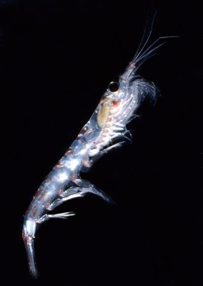 Krill In Antarctica Size Food Population Facts