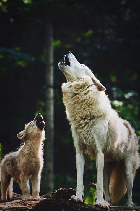 Whiskeywonder “🥃 ” Baby Wolves Animals Beautiful Animals Wild