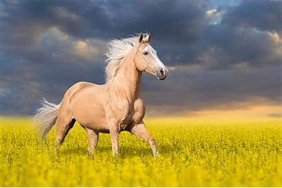 Horse Field Flowers Background Yellow Sky Jumps