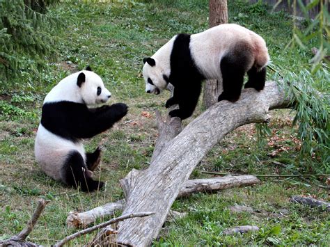 10 Datos Curiosos Acerca De Los Pandas Gigantes