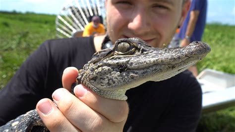 Feeding Alligators Marshmallows In Swamp Lands Youtube