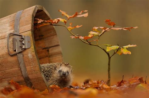 Осенние пейзажи | ФОТО НОВОСТИ