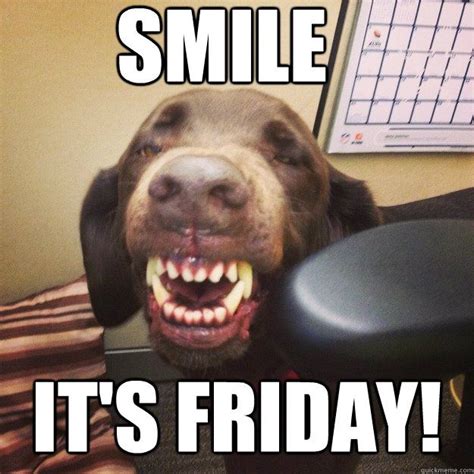 smile it's friday! - Smiling Lab - quickmeme | Its friday quotes, Friday quotes funny, Good ...