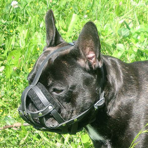 Not only can a muzzle keep your frenchie from biting, but it also may stop them from trying to eat food off the floor too. French Bulldog Muzzle UK Bestseller | Small Dog Muzzle - £ ...