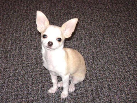 Selling animals without a license in the uae is a criminal offense. TEACUP FEMALE CHIHUAHUA FOR SALE ADOPTION from ...