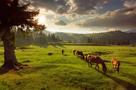 Horses In Forest At Sunset Under Cloudy Sky Stock Photo Image Of