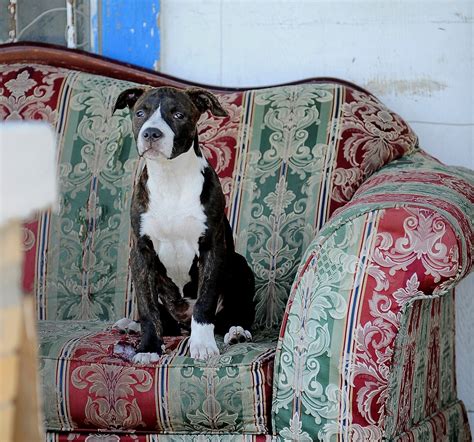 Group seeks to put friendly face on pit bulls