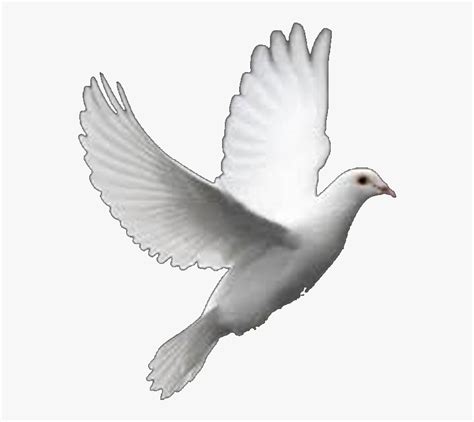 Columbidae Bird Perfect Flight White Dove Releases White Dove Hd Png