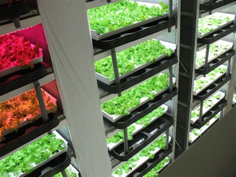 The Viability Of Vertically Farming Leafy Greens — Agritecture
