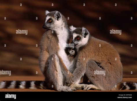 Ring Tailed Lemurs Lemur Catta Two Females With Babies Madagascar