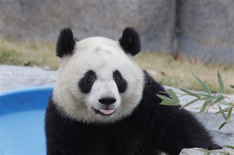 Fluffy Panda In Shanghai China Stock Photo Image Of Playful Asian