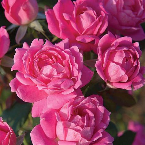 Knock Out Rose 1 Gal Pink Double Knock Out Rose 71351