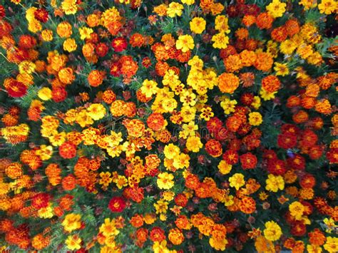 Mix Of Red Yellow And Orange Flowers Stock Photo Image Of Garden