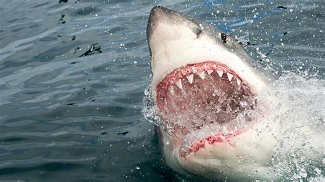The Real Reasons Why Sharks Attack Humans Zstpress