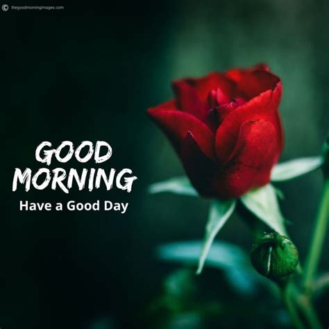 100 Lovely Good Morning Images With Flowers Hd Updated Good