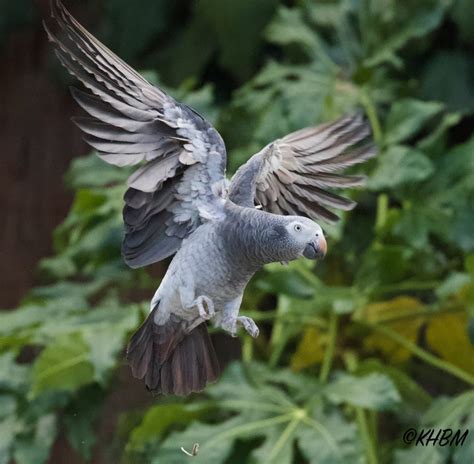 The Sad Passing Of Thomas The Timneh Grey Parrot Paradise Park