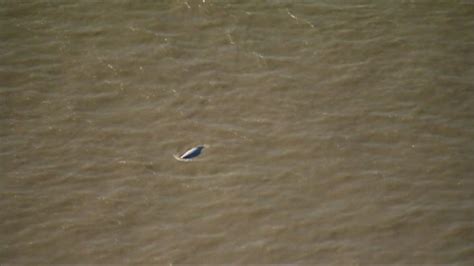 Thames Whale Benny The Beluga Spotted Slightly Upstream Bbc News