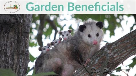 Keeping Possums Out Of Vegetable Garden Fasci Garden