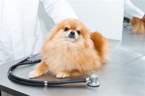 Treatment Of Animals In A Veterinary Clinic Little Dog On Reception At