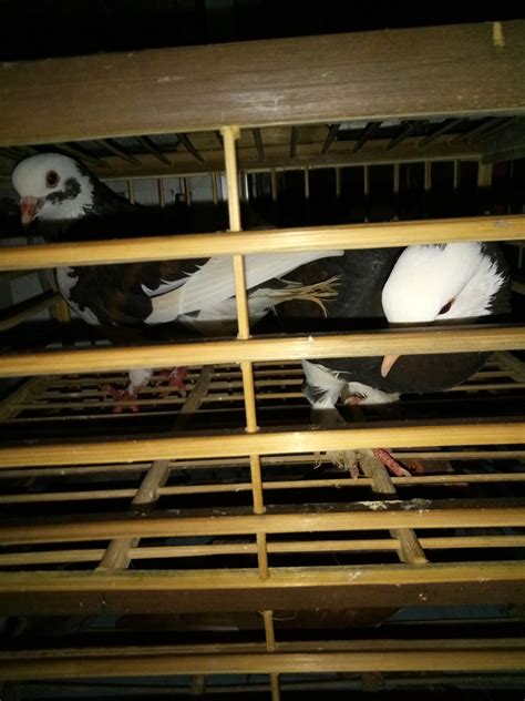 Jual Beli Burung Merpati Pekalongan