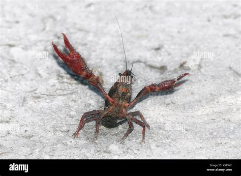 Procambarus Clarkii American Crayfish In Aggressive Position With The