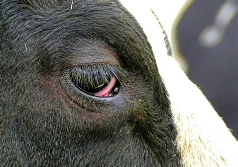 Cow Pink Eye Treatment Captions Trendy