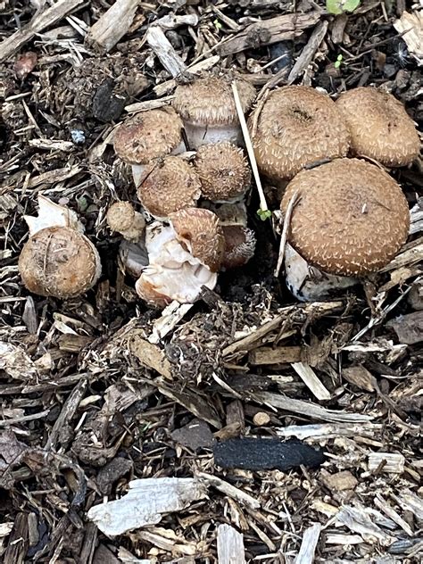 What Type Of Mushrooms Are These I Live In Northern Virginia Mushrooms