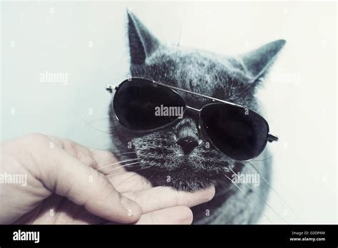 Portrait Of British Shorthair Gray Cat Wearing Sunglasses Stock Photo