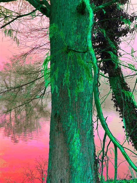 Feather Tree By The Pink Lake David Gwinnutt