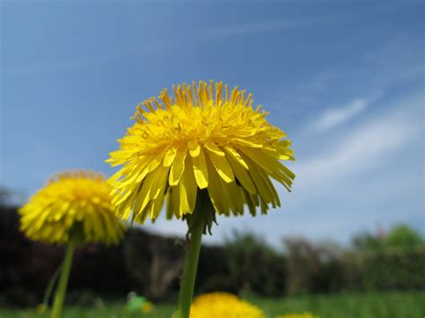Free Images Nature Grass Blossom Sky Field Meadow Dandelion