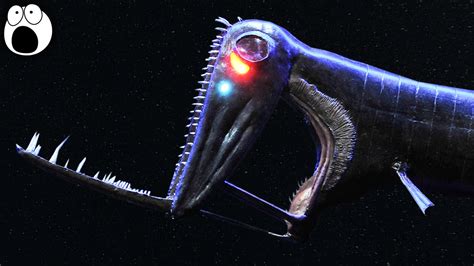 5 Strange Deep Sea Creatures Part 1 Youtube