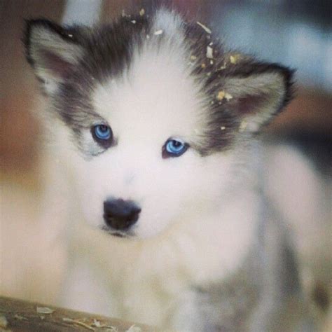 364 Best Husky Puppies Images On Pinterest