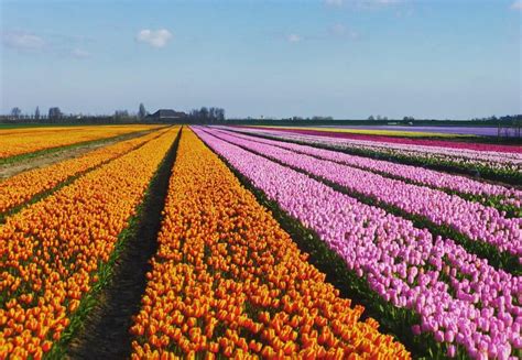 Le premier ministre des pays bas, mark rutte a présenté la démission de son gouvernement suite à un scandale. Pays-Bas : une escapade au pays des champs de fleurs ...