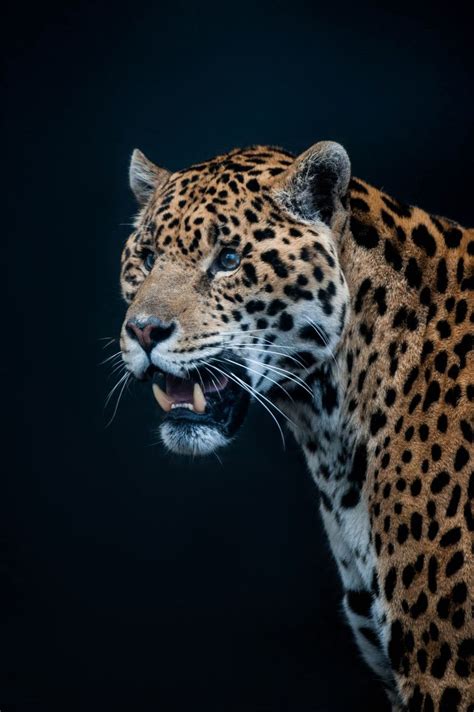 Jaguar Wild Cats Animals Beautiful Beautiful Cats