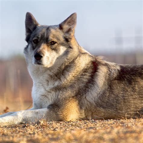 East Siberian Laika Facts Wisdom Panel Dog Breeds