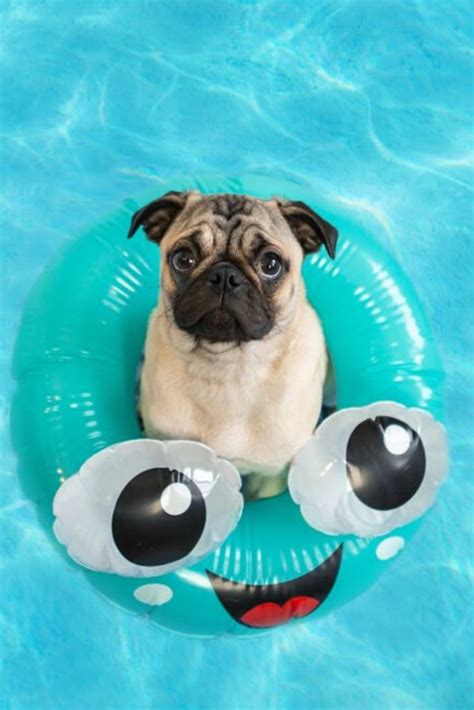 Cute Little Pug Puppy Floating In A Pool In A Fun Inflatable Ring