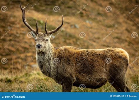 Red Deer Stag In The Highlands Of Scotland Stock Image Image Of Quiet