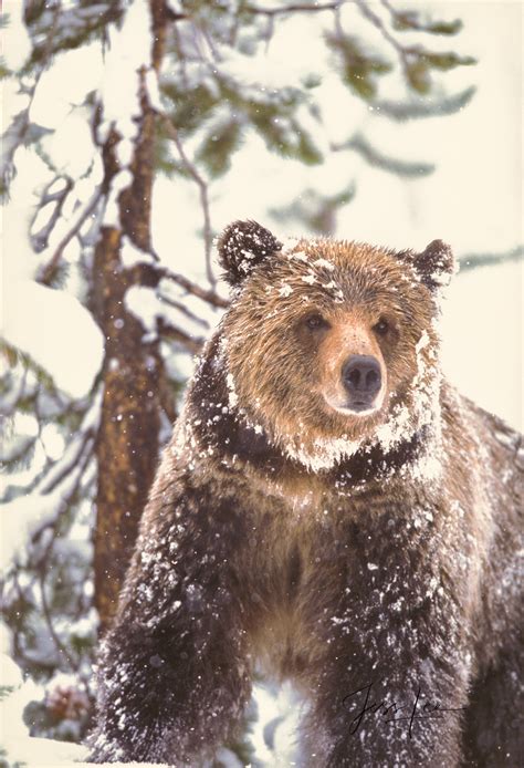 Yellowstone Grizzly In Snow Wildlife Photography Print Jess Lee