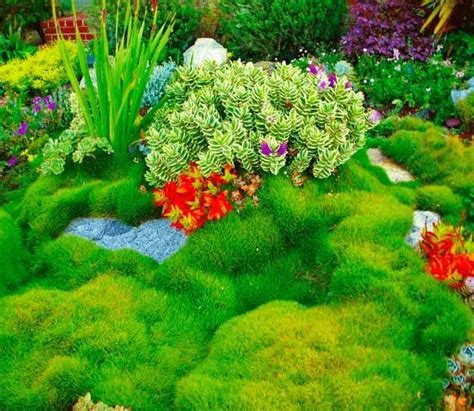 40 Drought Tolerant Plant Ideas For Your Homesteads Landscape Plant