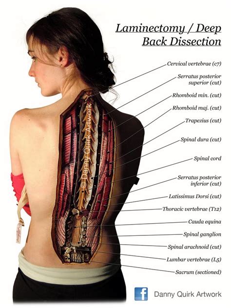 Back Of Neck Surface Anatomy Posterior View Of The Surface Anatomy Of