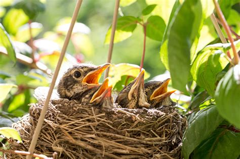 Four Baby Birds In A Nest Stock Photo Download Image Now Istock